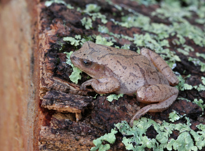 Spring Peeper